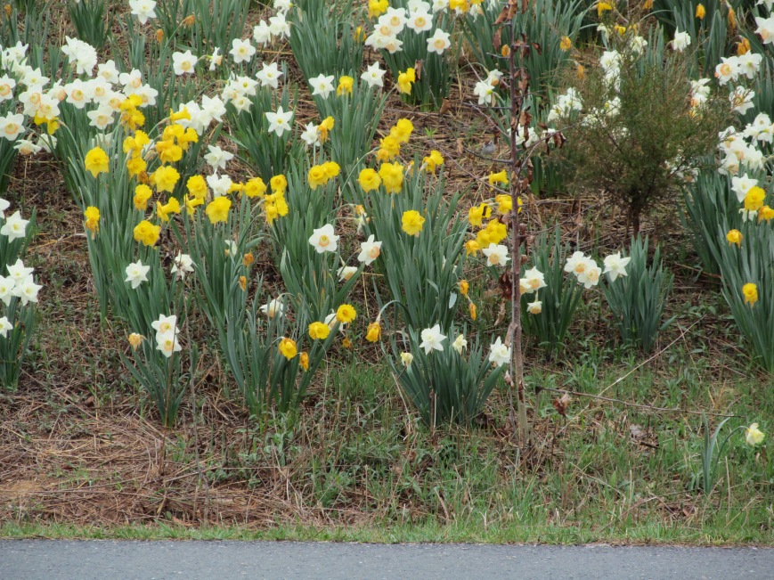 Can you find the Chipping Sparrow among the daffodils?
